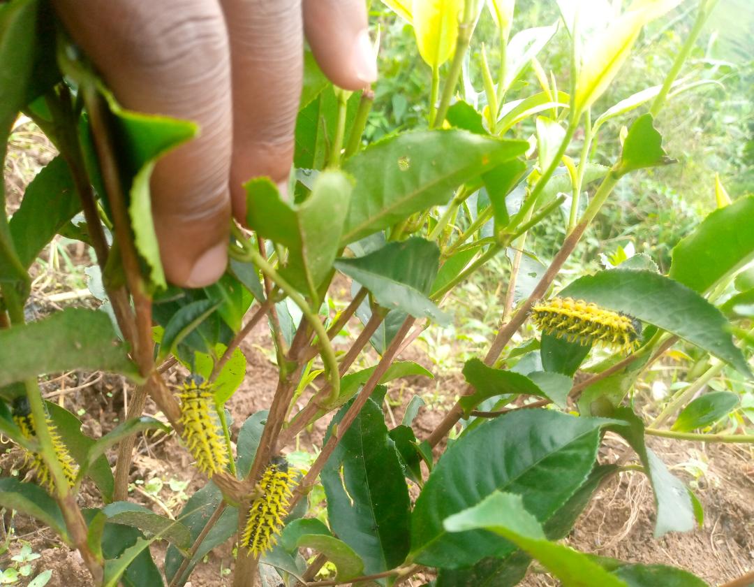 Carterpillars invade tea gardens in Buhweju