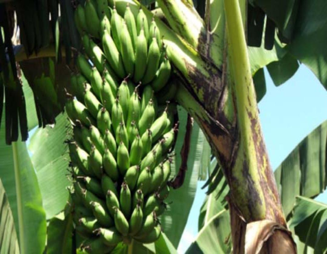 Man sentenced for stealing bananas from school plantation
