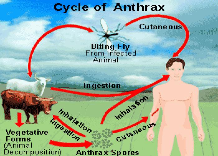 Kazo District confirms outbreak of Anthrax