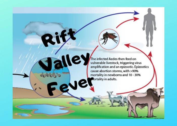 Rift Valley Fever confirmed in Ntungamo
