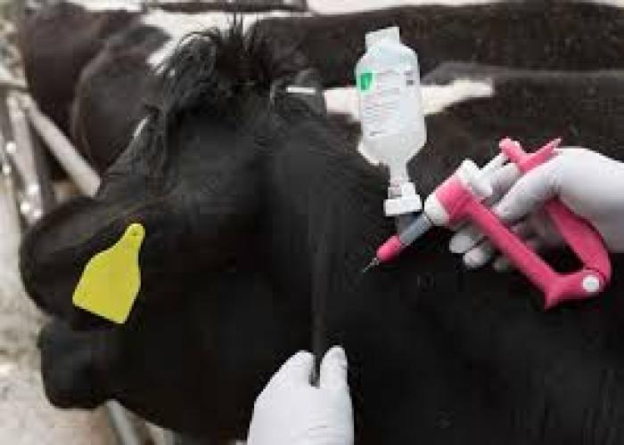 Bushenyi to commence FMD Vaccination