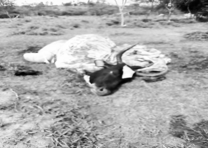 Police Investigate Gruesome Slaughter of Heifer in Kazo